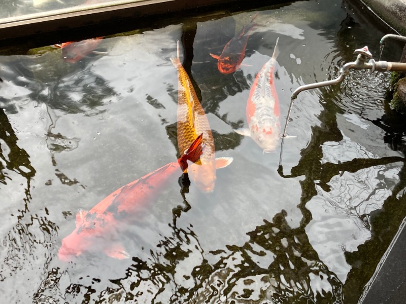 ダービーワールドさんの花園温泉のサ活写真