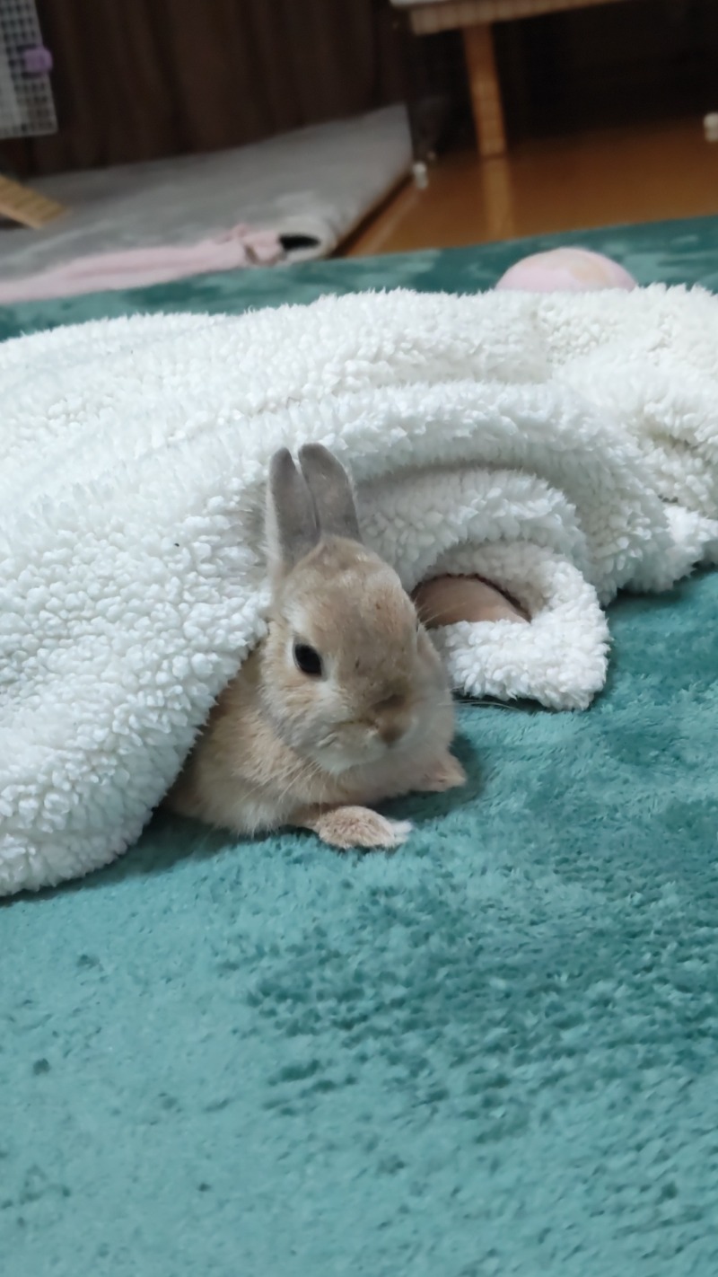 るろぅに in またたびサウナ/爆睡さんさんのトトノウバイのサ活写真