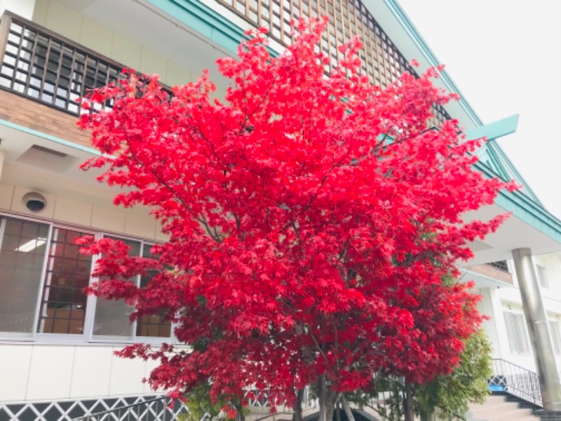 もみあげさんの定山渓温泉 湯の花のサ活写真