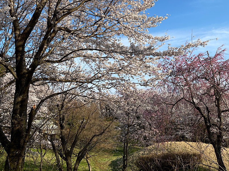 snb9さんの志乎･桜の里温泉 古墳の湯のサ活写真