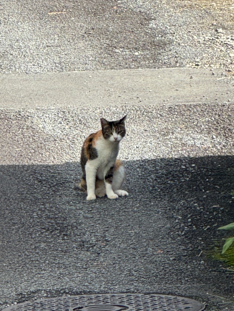 黒猫のうるるさんの湯河原温泉 ちとせのサ活写真