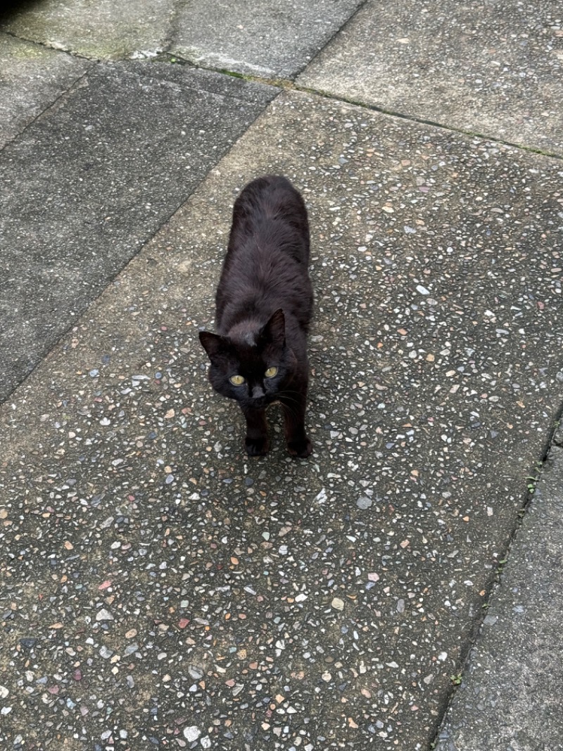 黒猫のうるるさんのKINOSUKE  日間賀島 島のサウナのサ活写真