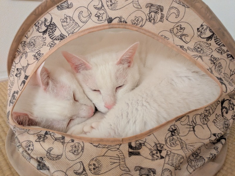 しろねこさんの関門の湯 ドーミーインPREMIUM下関のサ活写真