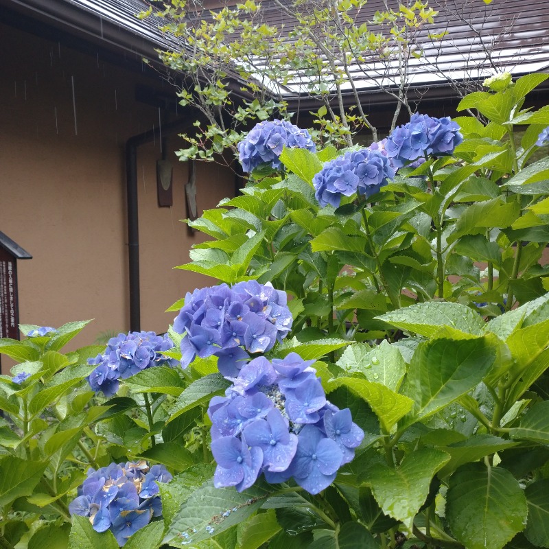 洗濯機は二層式さんの箱根湯寮のサ活写真