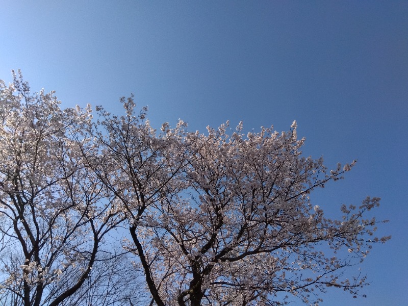 aavenueさんの源泉掛け流し しあわせの湯のサ活写真