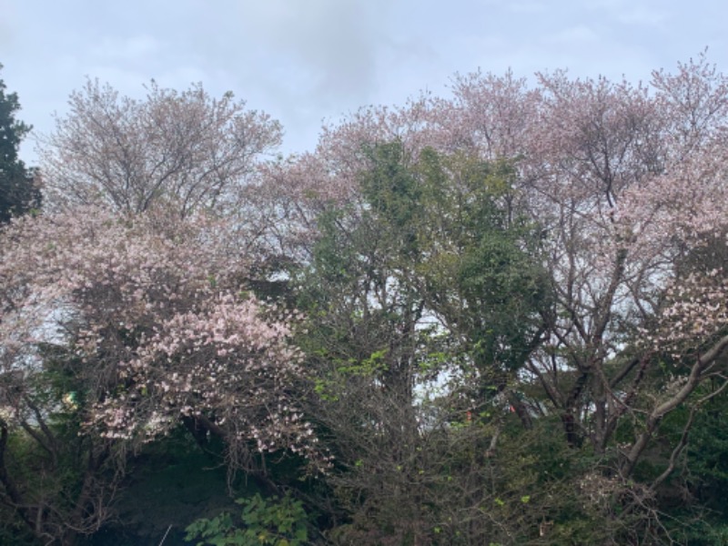 シーさんの天然温泉 本宮の湯のサ活写真