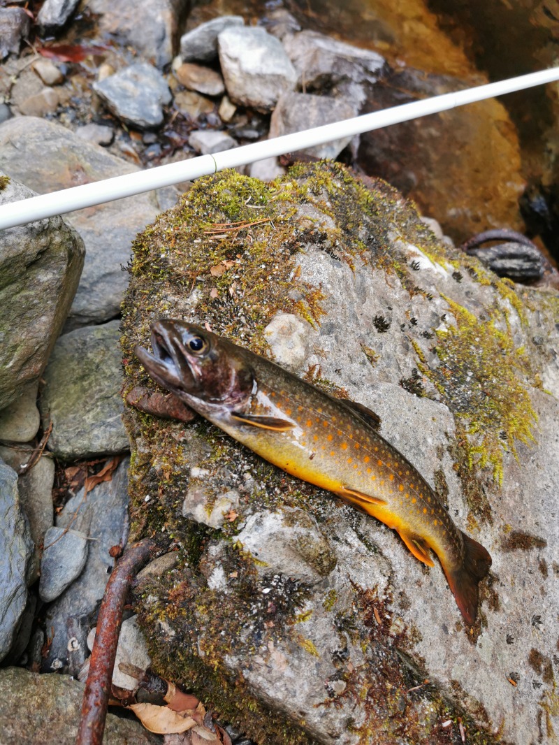 kitakazekozoさんの山梨泊まれる温泉 より道の湯のサ活写真