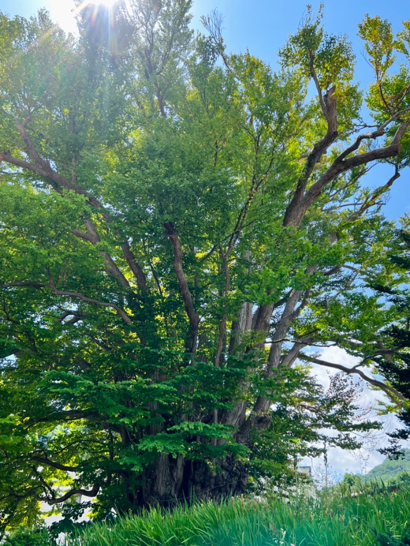 SAUNABIYORIさんの小金湯温泉 湯元 小金湯のサ活写真