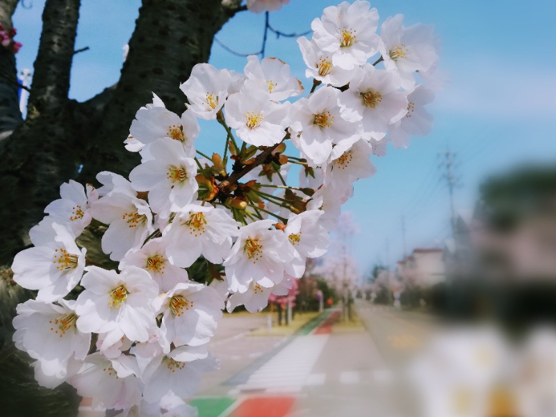 TZさんの山中温泉ゆけむり健康村ゆーゆー館のサ活写真