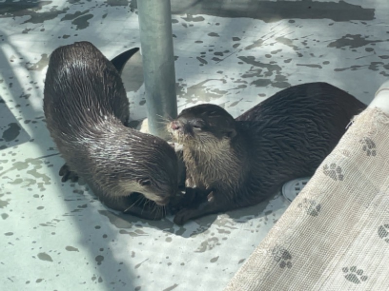 Atsushiさんのよみうりランド眺望温泉 花景の湯のサ活写真