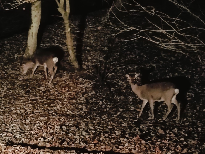 SWHさんのととのいの郷 秦野湯花楽のサ活写真