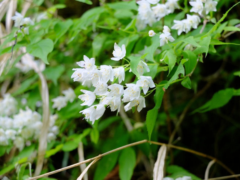 SWHさんのスパリゾート オアシス御殿場のサ活写真