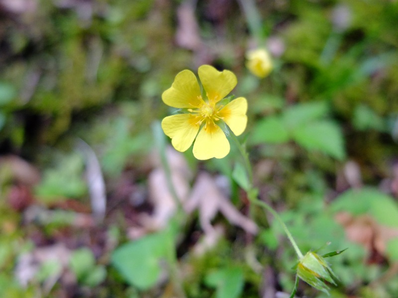 SWHさんのスパリゾート オアシス御殿場のサ活写真