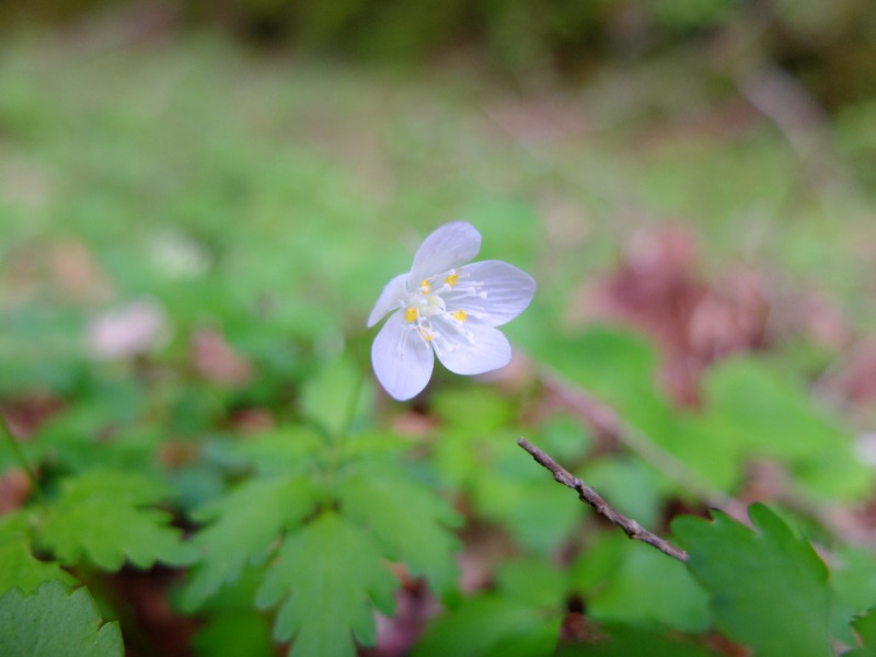 SWHさんのスパリゾート オアシス御殿場のサ活写真