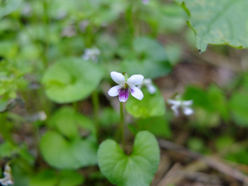 SWHさんのスパリゾート オアシス御殿場のサ活写真