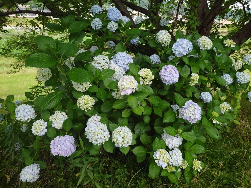 りきあさんの花の湯 SAUNA & SPA 花北のサ活写真