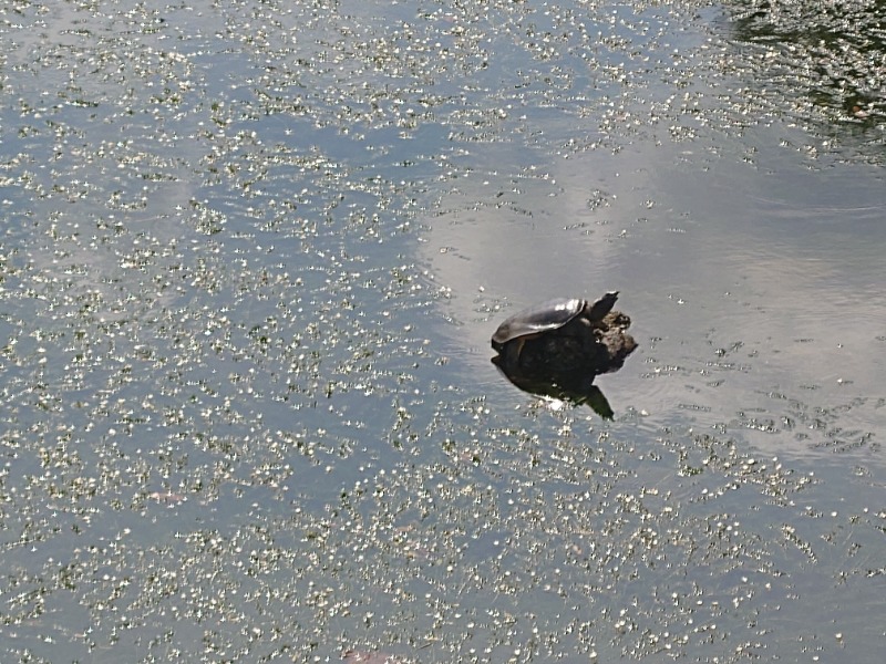 りきあさんの森の湯のサ活写真