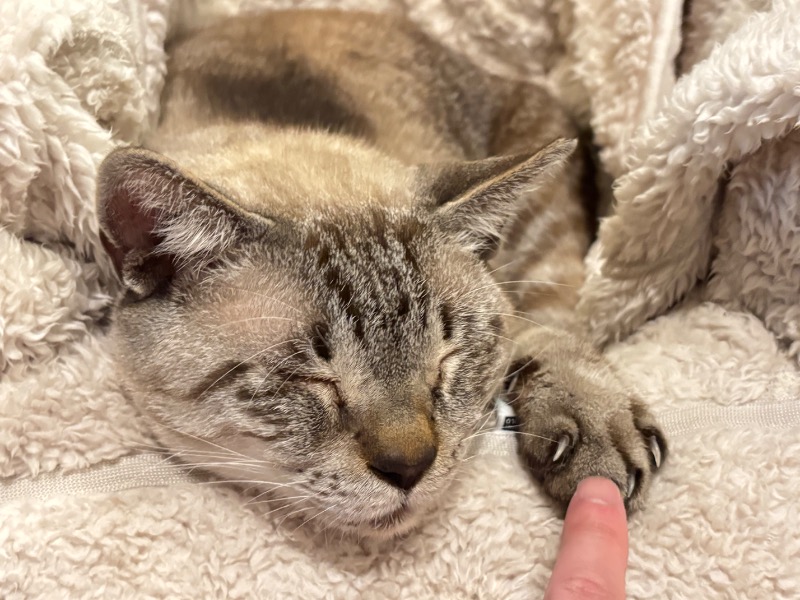 じゅんさんのCABIN&HOTEL CONSTANT NAHAのサ活写真