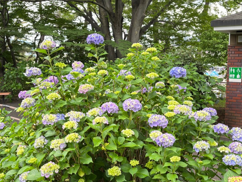 じゅんさんのCOCOFURO ますの湯のサ活写真