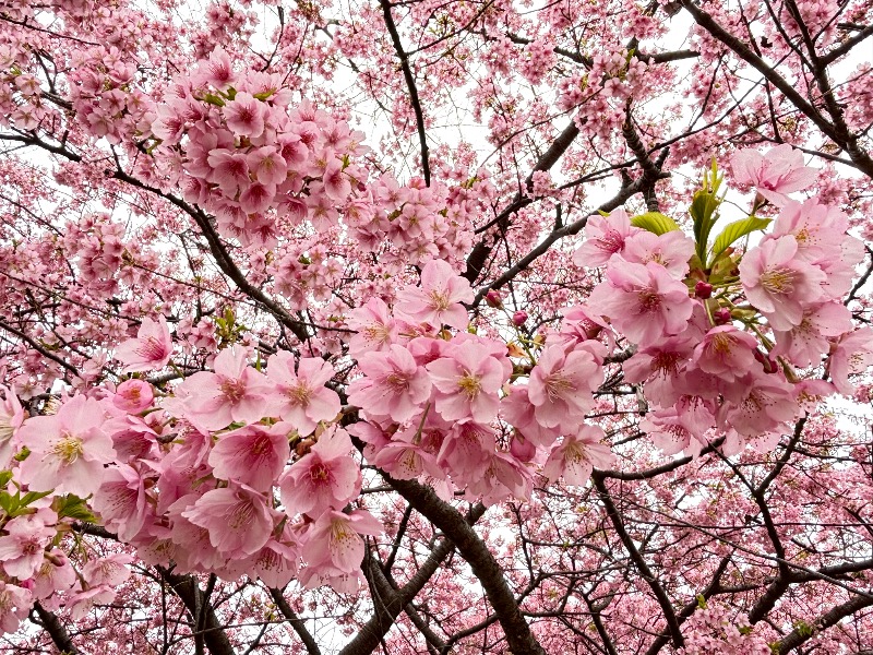 じゅんさんの草津湯のサ活写真