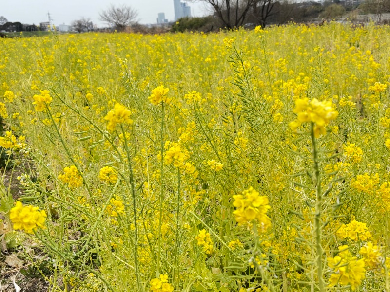 じゅんさんの草津湯のサ活写真