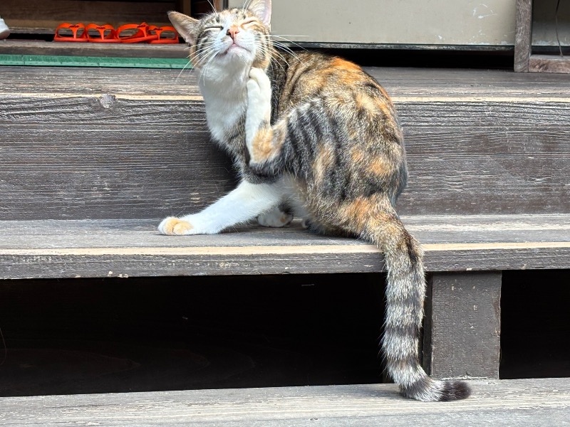 じゅんさんの亜熱帯サウナのサ活写真