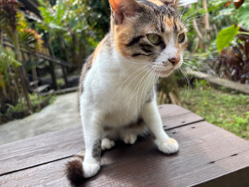 じゅんさんの亜熱帯サウナのサ活写真