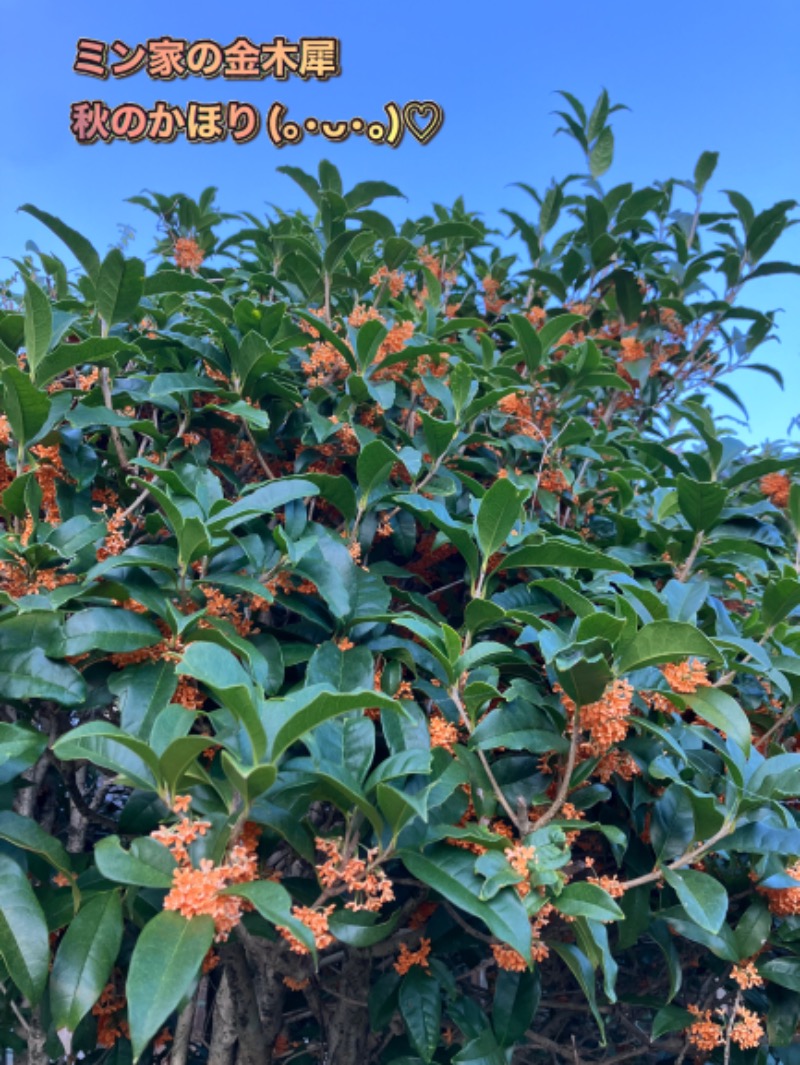 ミントちんさんの筑紫野 天拝の郷のサ活写真