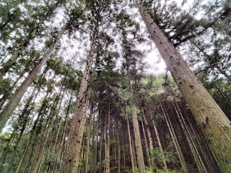 ナンジョーさんのさんかく山 CAMP FIELDのサ活写真