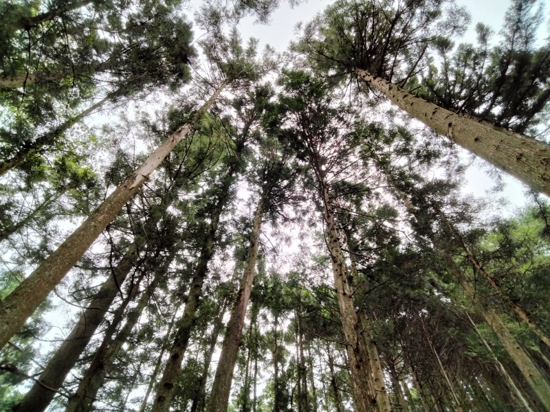 ナンジョーさんのさんかく山 CAMP FIELDのサ活写真