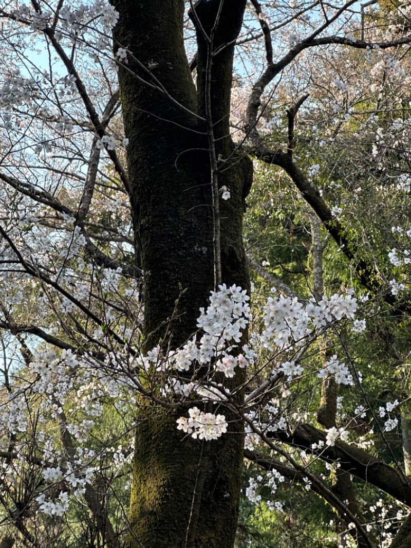 Nao383さんの箱根湯寮のサ活写真