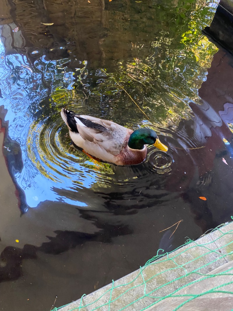 純さんの遠州 みなみの湯のサ活写真