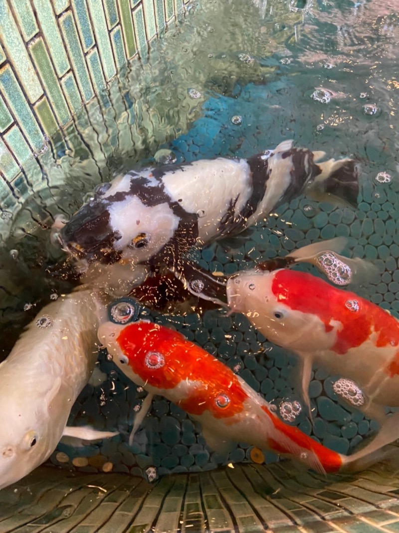 サウナ好き島んちゅさんの夢の公衆浴場 五色のサ活写真