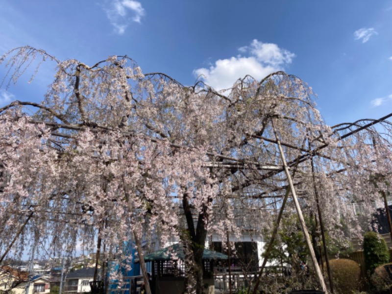 T.Katoさんの極楽湯 横浜芹が谷店のサ活写真