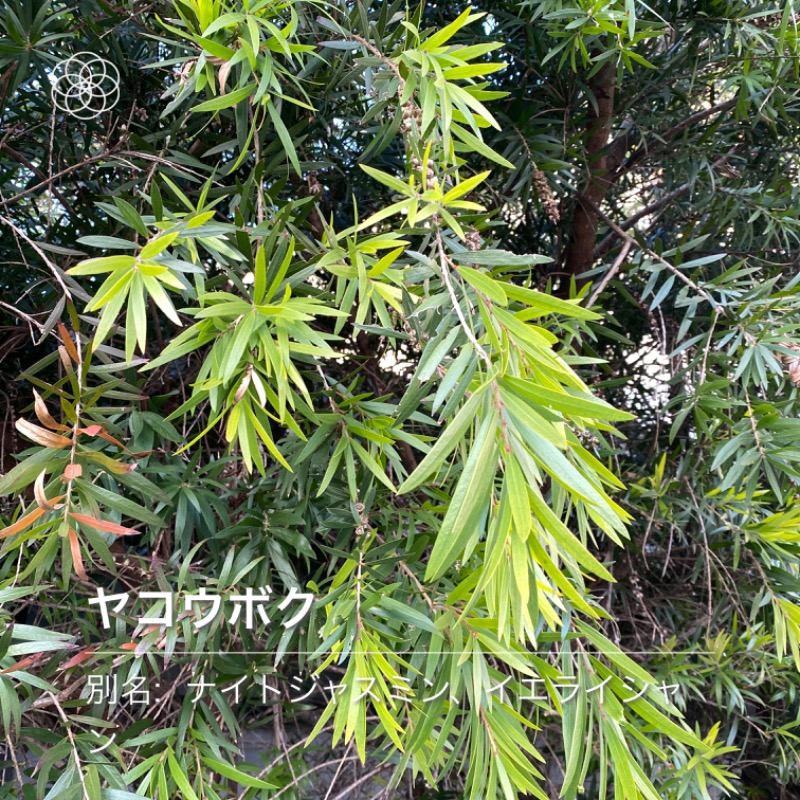 とんでもサウナさんの天然温泉 華の湯のサ活写真