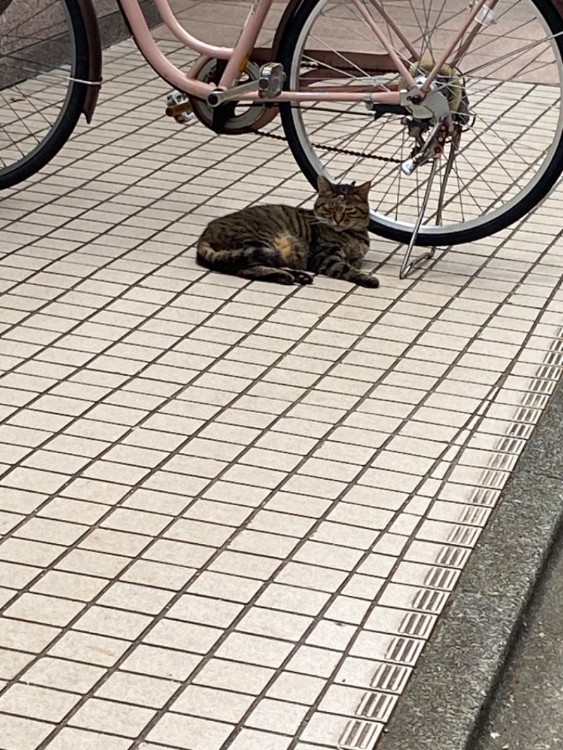 ぽんちゃんさんのルビーパレスのサ活写真