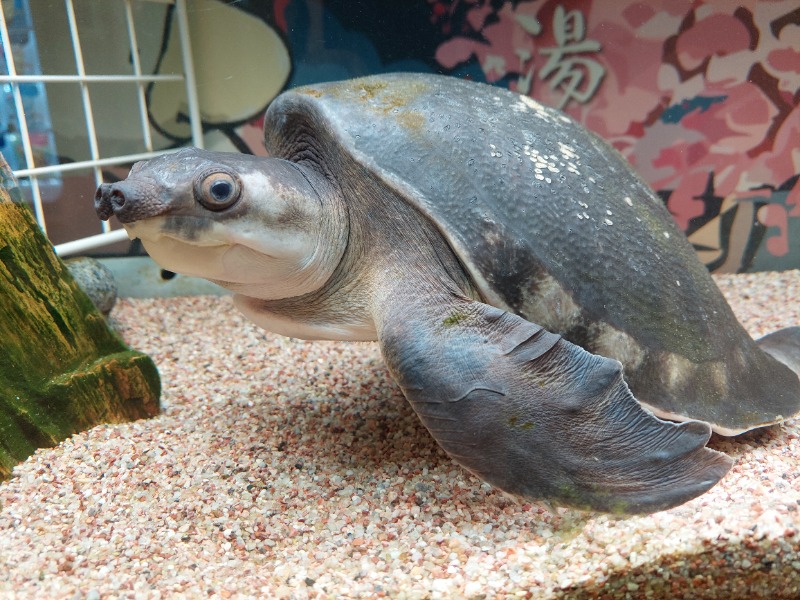 ちゃっきーさんの松本湯のサ活写真