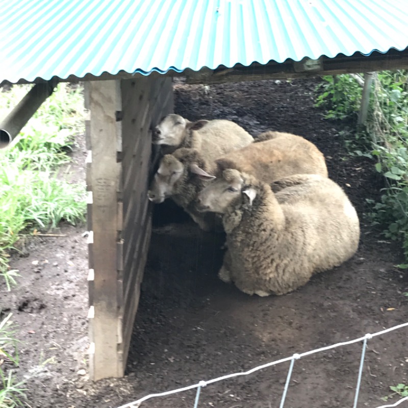 おヌシちゃん1級さんの神代湯のサ活写真