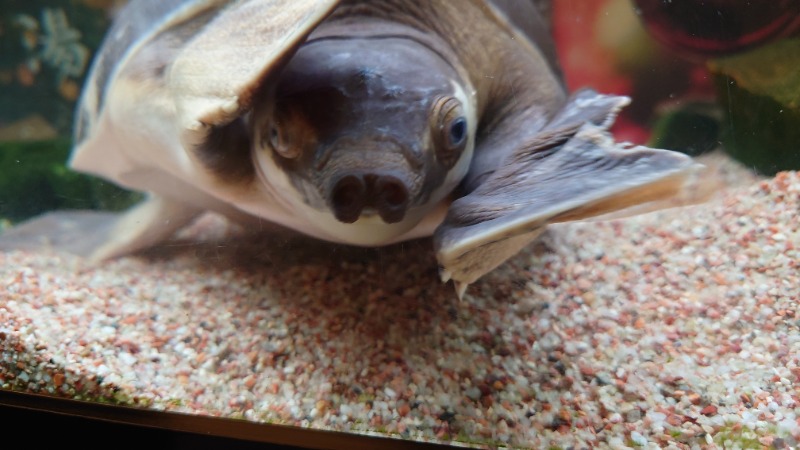 takumiのサウナさんの松本湯のサ活写真