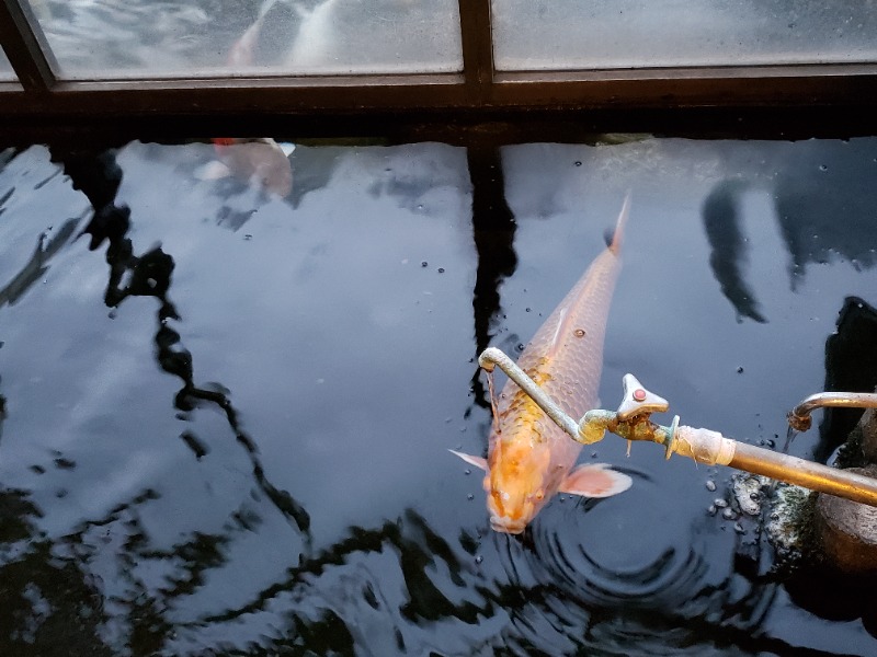 函館のサウナ好き！さんの花園温泉のサ活写真