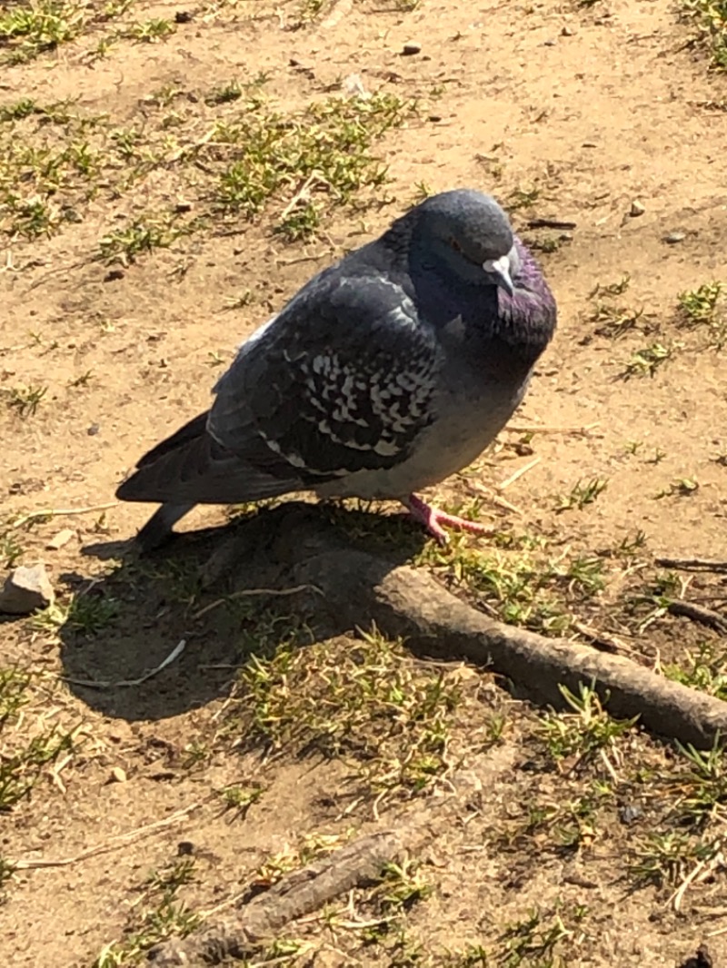 マゲ万平さんのカプセルホテル&サウナ ジートピアのサ活写真