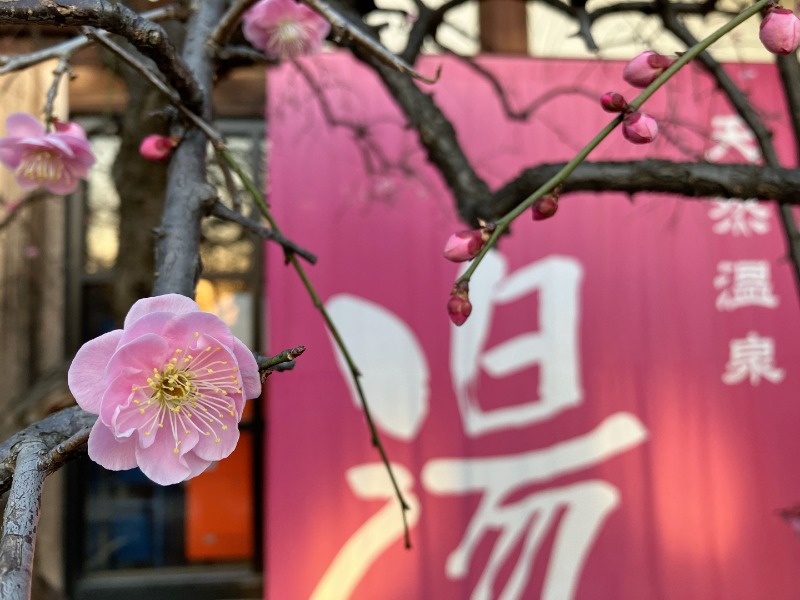 カラーひよこさんの天然温泉 真名井の湯 大井店のサ活写真