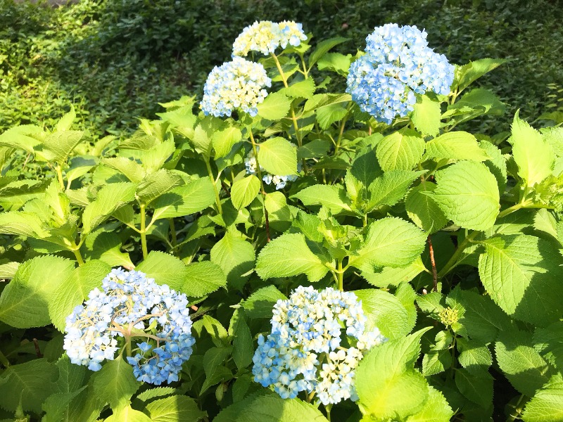 カラーひよこさんの仙川湯けむりの里のサ活写真