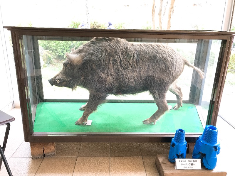 カラーひよこさんの秋山温泉のサ活写真