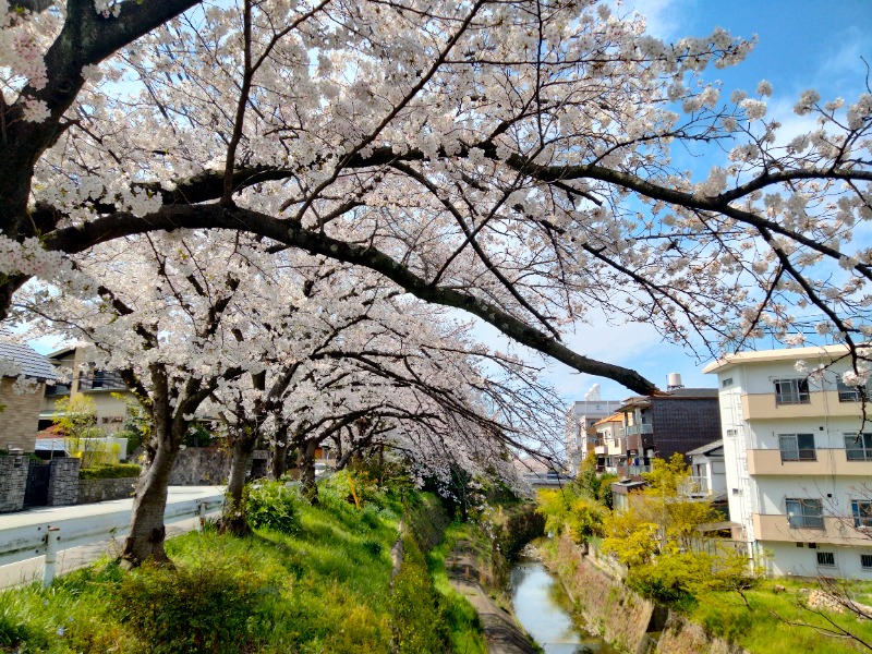 孤島さんの春日湯のサ活写真