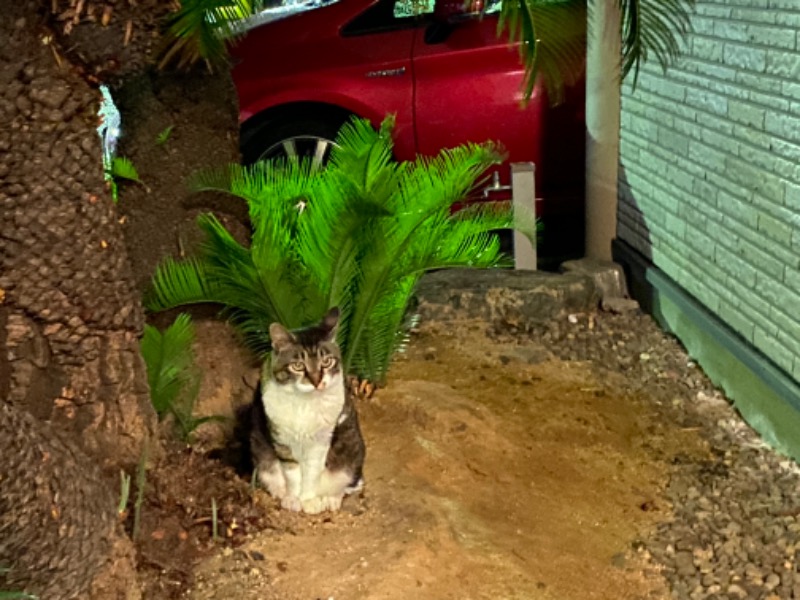 ぶよっとひぐまさんの松原温泉のサ活写真