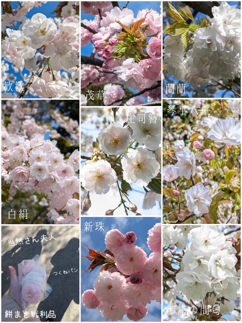 焼き鳥つくねパンさんの温泉旅館矢野のサ活写真