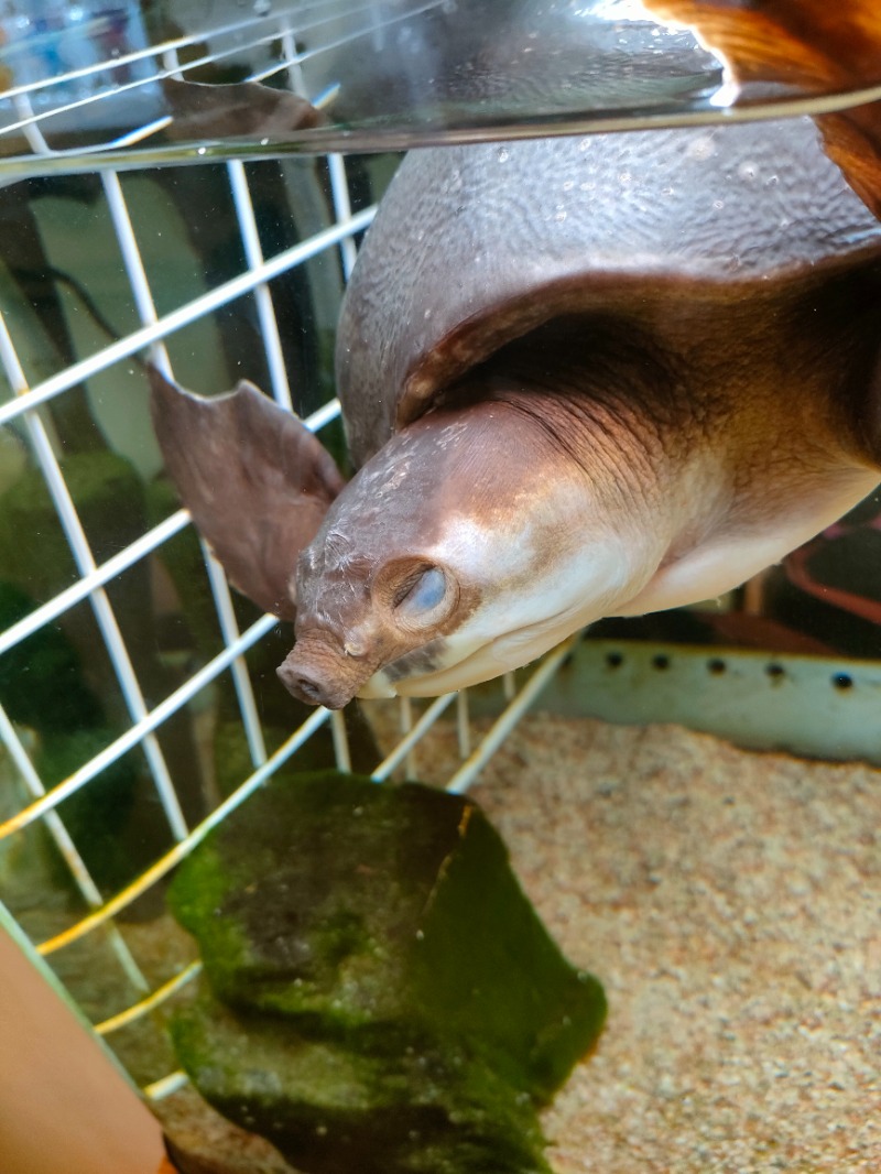 かずぱんださんの松本湯のサ活写真