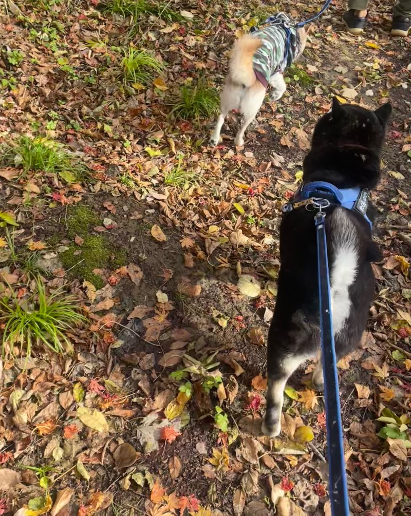 まゆみさんの塩の湯温泉 サンセット中条のサ活写真