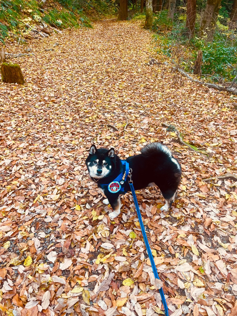 まゆみさんの五泉市村松 さくらんど温泉のサ活写真